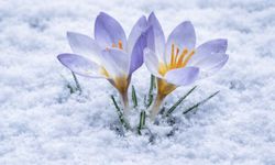 Kartepe'nin eşsiz çiğdemi fotoğraf severlerle buluştu