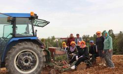 Kaymakam Kuran, kekik tarlasına inerek üreticilerle birlikte çalıştı