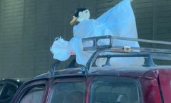 Kazın ilginç yolculuğu araç üzerinde görüntülendi