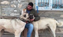 Kedi ve Kangal köpeklerinin dostluğu herkesi hayrete düşürüyor