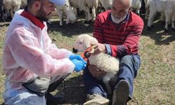 Kemah'ta küçükbaş hayvanlar için aşı ve küpeleme işlemleri
