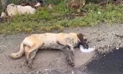 Kemerhisar'daki köpek zehirlenmesi iddiaları için valilik harekete geçti