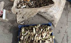 Kenger toplama sezonu başladı, kilosu 250 lira