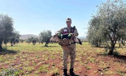 Kilis'te yaralı bir kızıl şahin tespit edildi