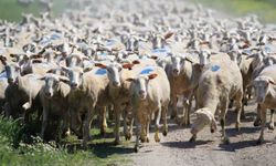 Kırsalda Bereket Küçükbaş Destek Projesi'nde başvuru süresi doluyor