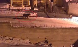 Kış uykusundan uyanan ayılar Bayburt köylerinde yiyecek peşinde