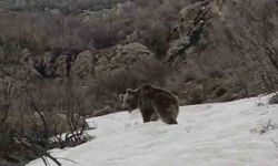 Kış uykusunu geride bırakan ayı yerleşim alanına indi