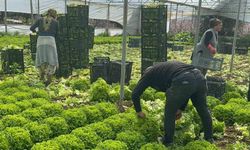 Kıvırcık Marulda Bu Yıl Yüzler Güldü: Fiyatlar Yükseldi