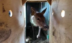 Kızıl geyikler doğal yaşam alanlarına yeniden dönüyor