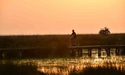 Kızılırmak Deltası Kuş Cenneti'nde ilkbahar neşesi