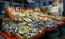 Kocaeli'de balık çeşitliliği kış aylarını unutturuyor