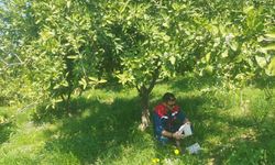 Koçarlı'da Akdeniz meyve sineği tuzaklarının denetimleri devam ediyor