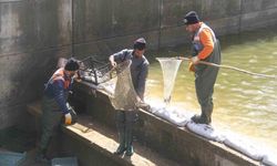 Konya'daki gölde balıkları kurtarma çabası sürüyor