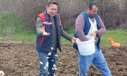 Köprücek Sarımsağı, Tavşanlı'daki Çiftçilere Ekonomik Katkı Sunuyor