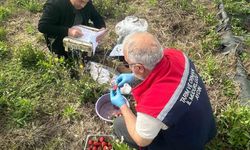 Köşk'te çilek bahçelerinde pestisit denetimi yapıldı