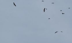 Kozan'da leyleklerin göçü gökyüzünü renklendirdi