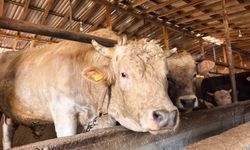 Kurbanda 'Paşa' 500 bin lira