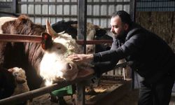 Kurbanlık Alımında Erken Hareketlilik Gözlemleniyor