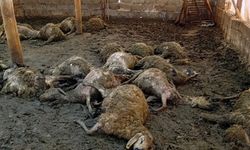 Kurt, Malatya'da 30 koyunu telef etti