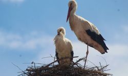 Kuşadası'nda 40 yıl sonra leylek çifti yeniden yuva kurdu