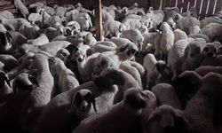 Kuzuların bahar buluşması: Anneleriyle olan o anlar