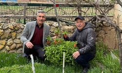 Laleleri Göz Nuru Gibi Koruyorlar