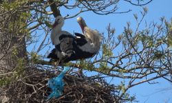 Leylek Ormanı Canlandı: Ziyaretçiler Büyülendi