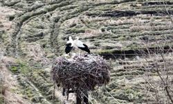 Leylekler Baharın Gelmesini Müjdelemek İçin Sinop'a Döndü