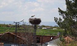 Leylekler Malatya'ya Baharı Getiriyor