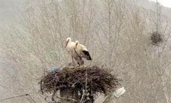 Leylekler Sivas'ta Karla Şaşırdı