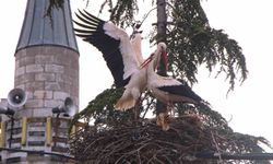 Leyleklere Özel Saygılı Köy: Elektrik Direkleri Yuvalara Dönüştü, Önlemler Alındı