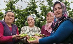 Mersin'de açık erik hasadı başladı, fiyatlar 200 TL'ye düştü