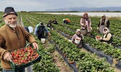 Mersin'de açıkta çilek hasadı başladı: İç pazarda fiyat 65-75 TL