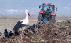 Meteorolojiden zirai don için erken uyarı