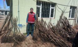 Muradiye'de 50 Bin Meyve Fidanı Yüzde 90 Hibeyle Dağıtıldı