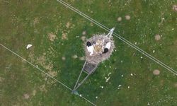 Muş Ovası'nda Leylekler Baharın Gelmesini Müjdeliyor