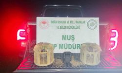 Muş'ta kaçak keklik avcısına 65 bin TL ceza