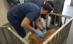 OMÜ Hayvan Hastanesi 2025'te 30 bin vaka ile yoğun hizmet verdi
