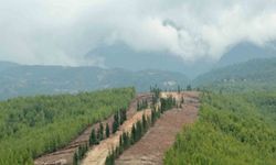 Ormanlarda yeni bir dönem: Yangınlara karşı daha dirençli