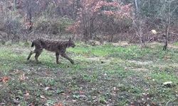 Ovacık'ta vaşak, domuzlar ve tavşan fotokapanla tespit edildi