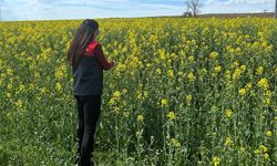 Pehlivanköy'de kanola bitkisinin fizyolojik gelişimi gözlemlendi