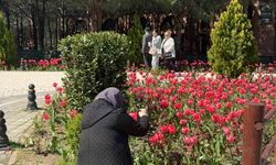 Pendik Korusu'nda lale mevsimi coşkusu, İstanbul'da bahar renkleniyor