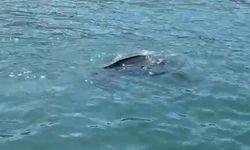 Rize açıklarında nadir deri sırtlı kaplumbağa görüntülendi