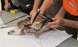 Şah Kartallarına Elektronik İzleme Uygulaması