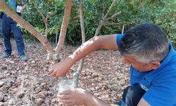 Sakız ürünleri üretiminde yenilikler yaşanıyor