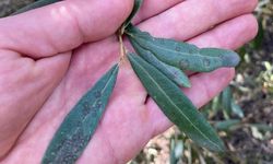 Salihli'de 'Halkalı leke' uyarısı yapıldı