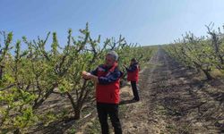 Salihli'de Meyve Üreticilerine Çil ve Filiz Güvesi Uyarısı Geldi