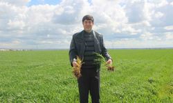 Şanlıurfa'da Tarımsal Bereket: Yağışlar Rekor Seviyede