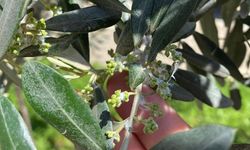 Sarıgöl zeytin üreticileri pamuklu bit zararlısına karşı bilgilendirildi