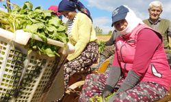 Sarıgöl'de 2026 tütün sezonu açıldı